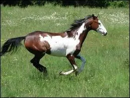 Ce cheval est un :