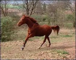 Ce cheval est un :