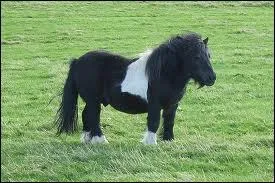 Ce poney est un :