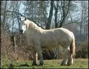Ce cheval est un :