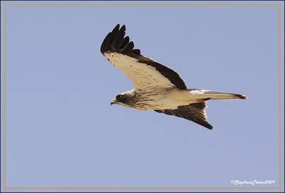 Quel est ce rapace ?