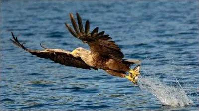 Quel est ce rapace ?