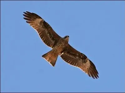 Quel est ce rapace ?