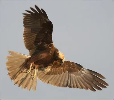Quel est ce rapace ?