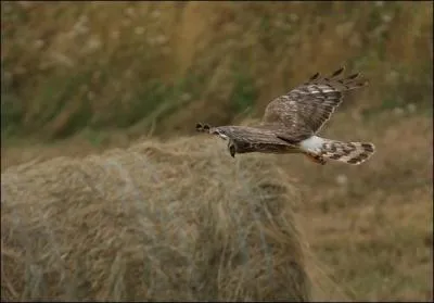 Quel est ce rapace ?