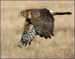 Quel est ce rapace ?