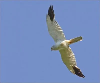 Quel est ce rapace ?