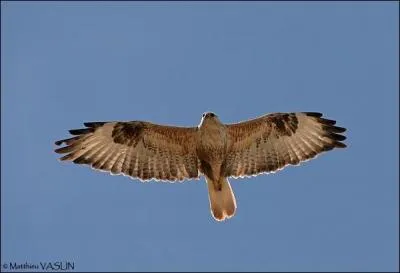 Quel est ce rapace ?