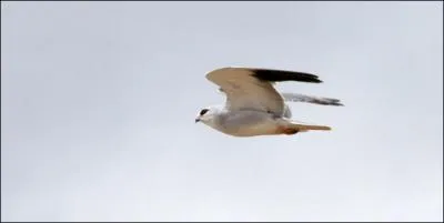 Quel est ce rapace ?