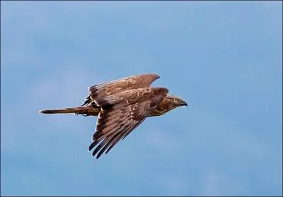 Quel est ce rapace ?