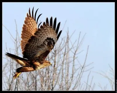 Quel est ce rapace ?