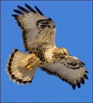 Quel est ce rapace ?