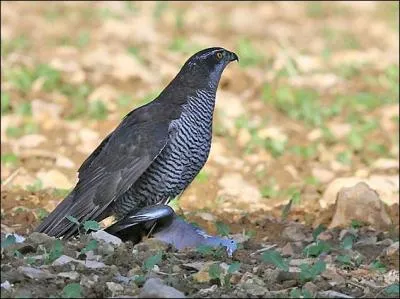 Quel est ce rapace ?