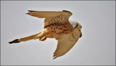 Quel est ce rapace ?