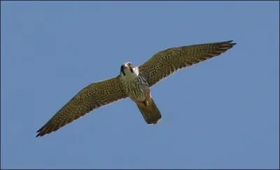 Quel est ce rapace ?