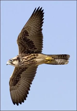 Quel est ce rapace ?