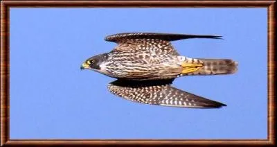 Quel est ce rapace ?