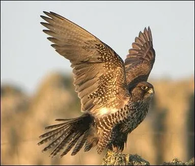Quel est ce rapace ?