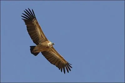 Quel est ce rapace ?