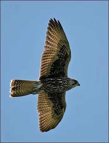 Quel est ce rapace ?