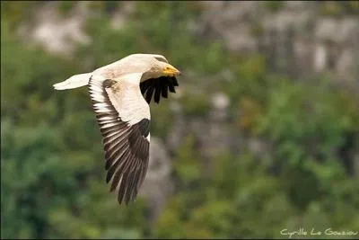 Quel est ce rapace ?