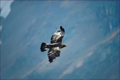 Quel est ce rapace ?