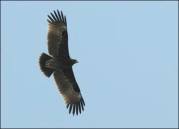 Quel est ce rapace ?