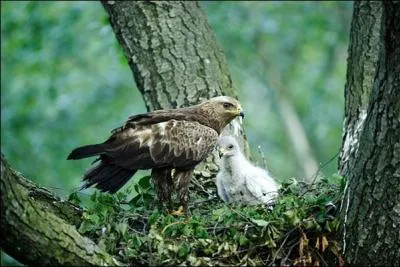 Quel est ce rapace ?