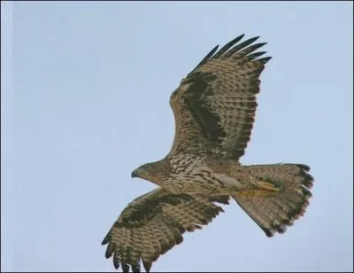 Quel est ce rapace ?