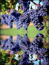 Quel don peut-il donner ?