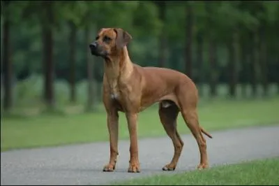 2011 Albert 2 pouse Charlne Wittstock ne en 1978  Bulawayo en :