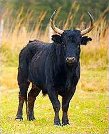 Quel est cet animal ?