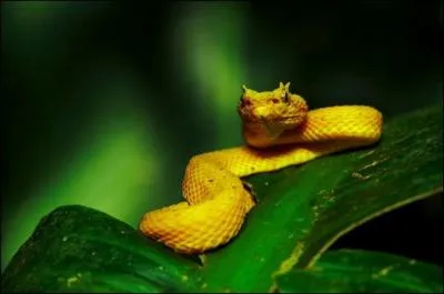 Quel est cet animal ?