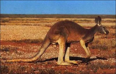 Il y a une faune bien spcifique  ce pays, on peut y voir des...