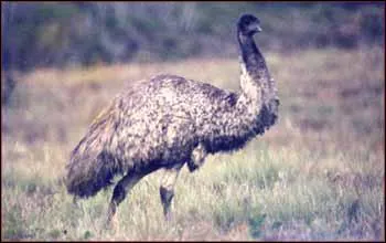 On peut apercevoir aussi des... .