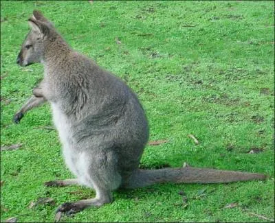 Les joueurs de cette quipe, ce font appels les...