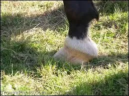 Comment s'appellent les cheveux du cheval ?