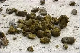 Quelle est la bonne friandise ?