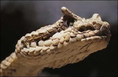 Quel est cet animal ?