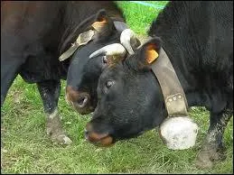 Les combats de vaches sont une tradition du canton. Quelle est la race de ces combattantes ?