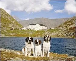 Un hospice valaisan est particulirement clbre, notamment parce qu'il a donn son nom  une race de chiens prise  Hollywood. Quel est le nom de cet hospice ?