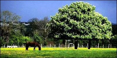 Sur quel arbre pousse les marrons ?