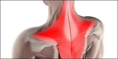 Comment s'appelle le muscle de la loge postérieure de l'épaule, de la nuque, et du tronc, appartenant aux muscles de la ceinture du membre thoracique. C'est aussi un accésoire de cirque ?