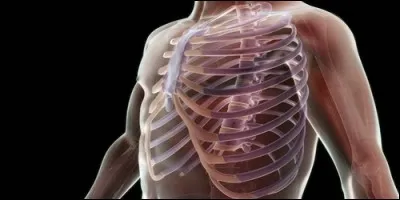 Comment appelle-t-on l'ensemble formé par les côtes autour des poumons ?