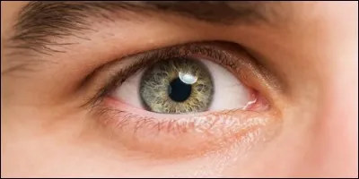 Comment appelle-t-on les glandes qui produisent les larmes ?