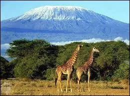 Le Kilimandjaro fait 5895m, il est couvert de neiges ternelles, il est en...