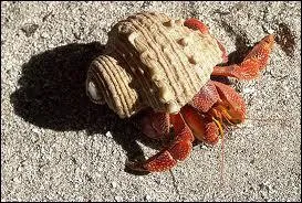 Si je ne suis pas Bernard, je suis :