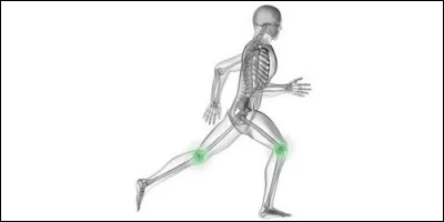 Comment appelle-t-on l'articulation qui permet de bouger le pied ?