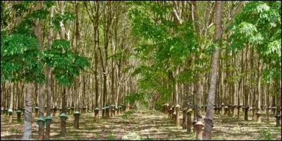 Quel arbre des régions chaudes est cultivé pour son latex ?