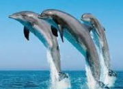 Quiz Ces merveilleux dauphins !